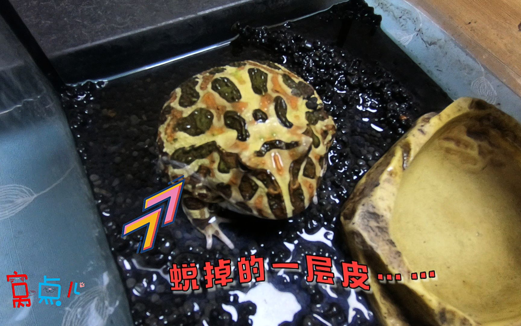 窝点儿第一次拍到角蛙豆豆蜕皮