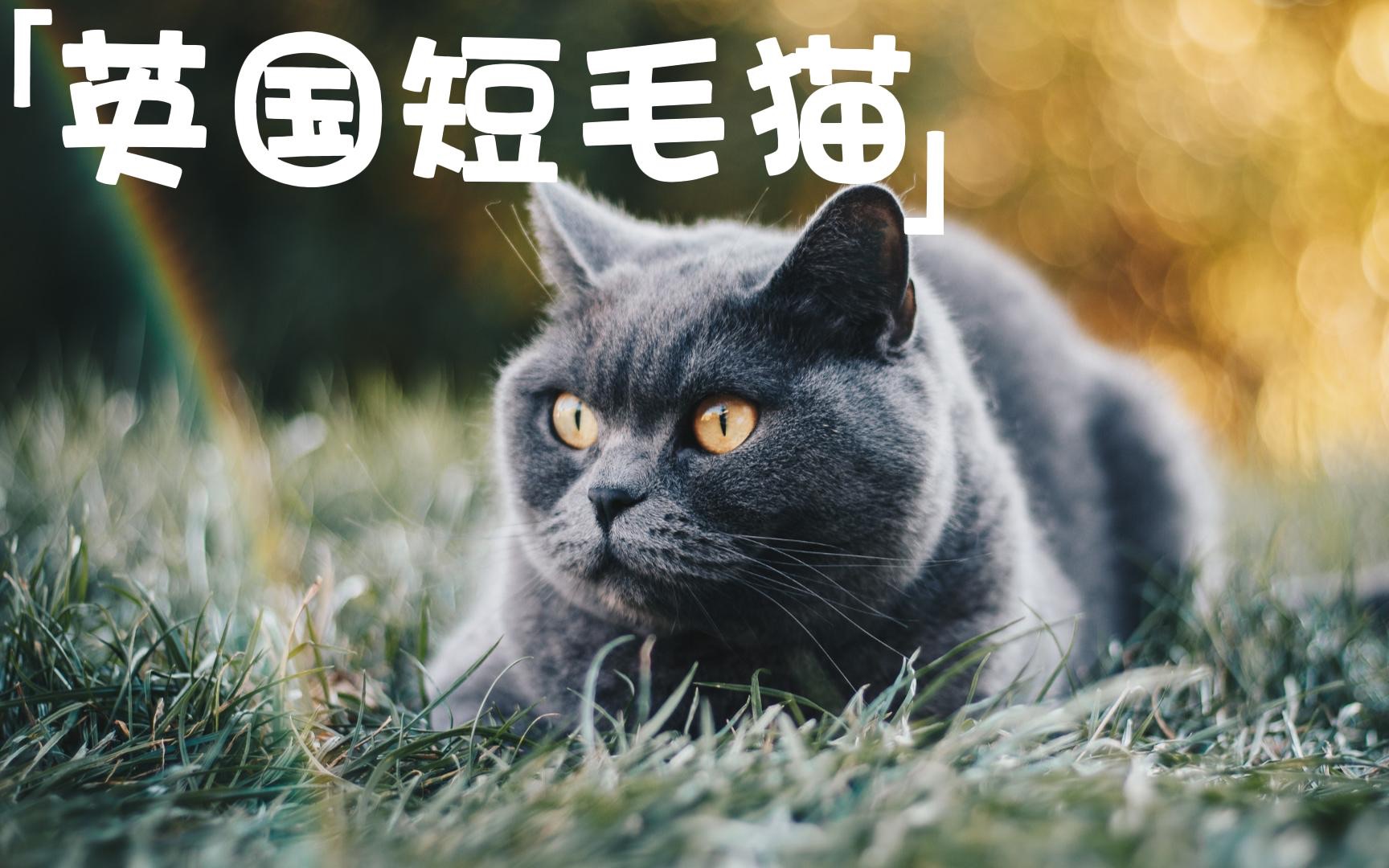 英国短毛猫:最受欢迎的猫咪之一哔哩哔哩bilibili