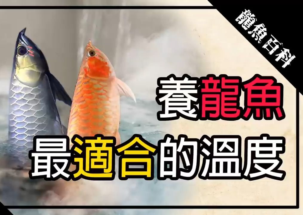 【龙爵士】龙鱼百科养龙鱼最适合的温度水族温度核心概念 水族龙鱼哔哩哔哩bilibili