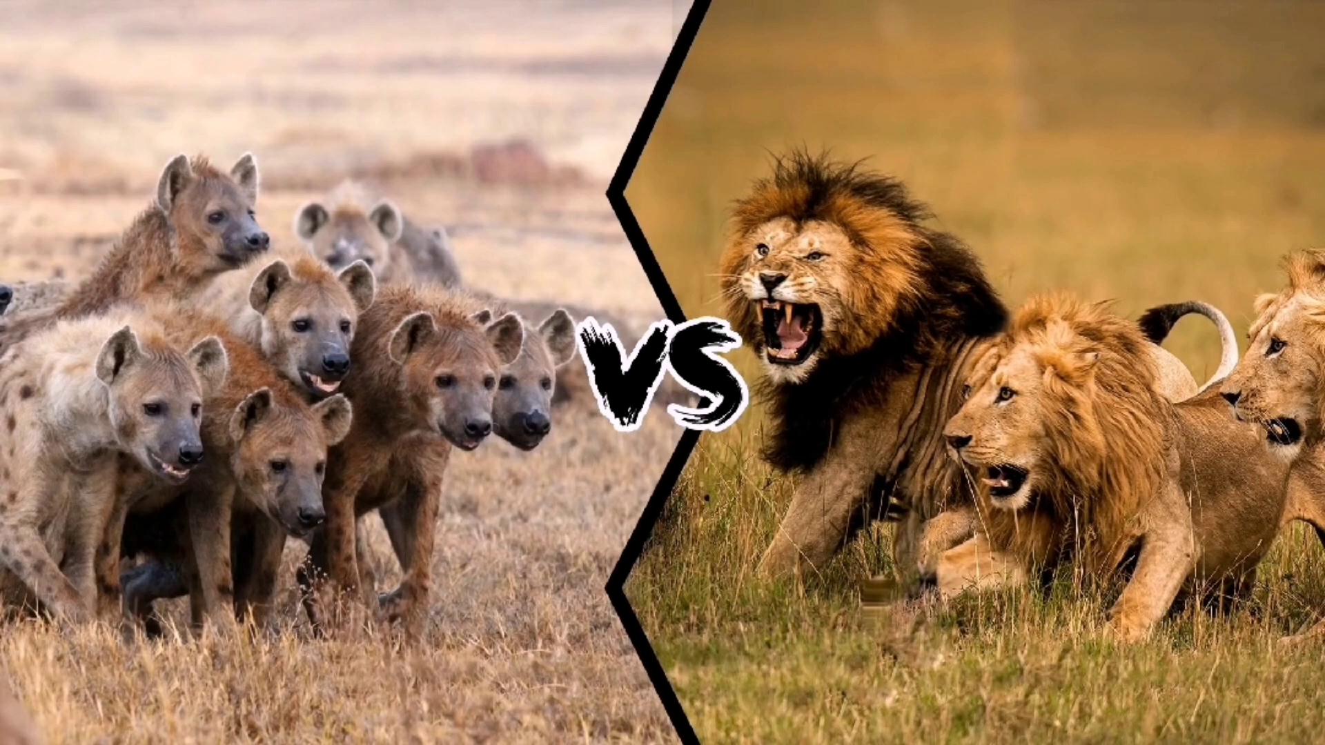 狮子与鬣狗大战图片