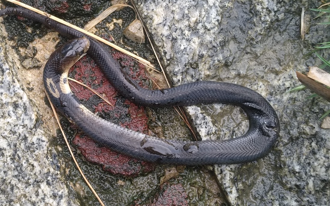 被打死的小孟加拉眼镜蛇_哔哩哔哩 (゜-゜)つロ 干杯~-bilibili