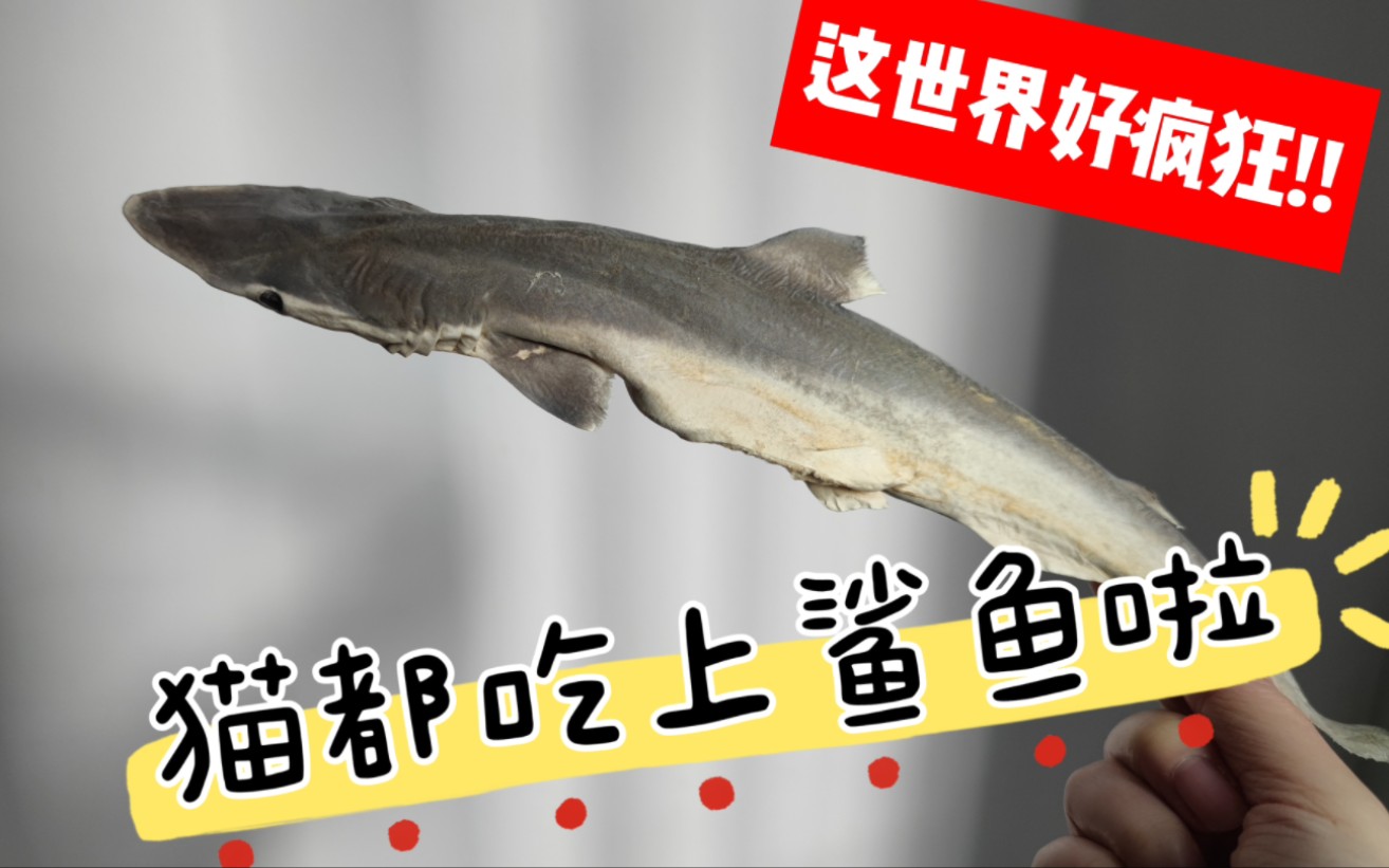 托我家猫的福,我见过鲨鱼啦