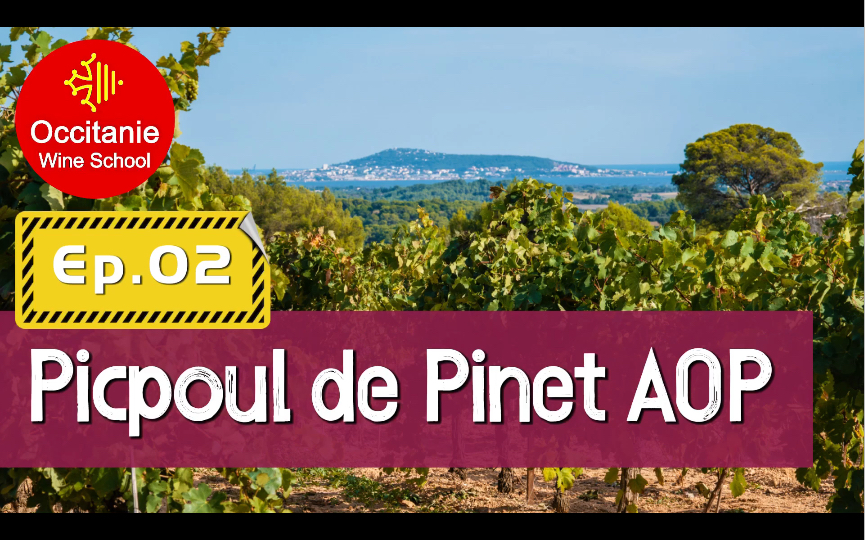 [中英字幕] 奥克西塔尼葡萄酒产区 O2 皮奈匹格普勒|Picpoul de Pinet 2020.10哔哩哔哩bilibili