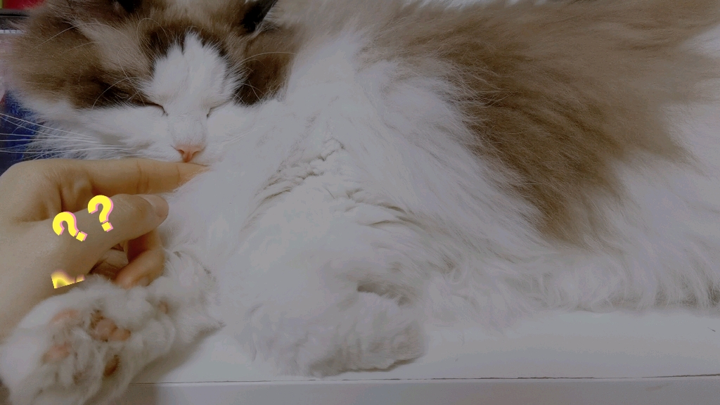 凸凸的猫|你永远叫不醒一只睡着了的猪