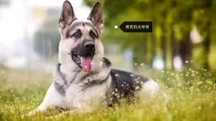 国内东欧牧羊犬上能查到上五代的并不多,我家希言爷爷奶奶是国内引进