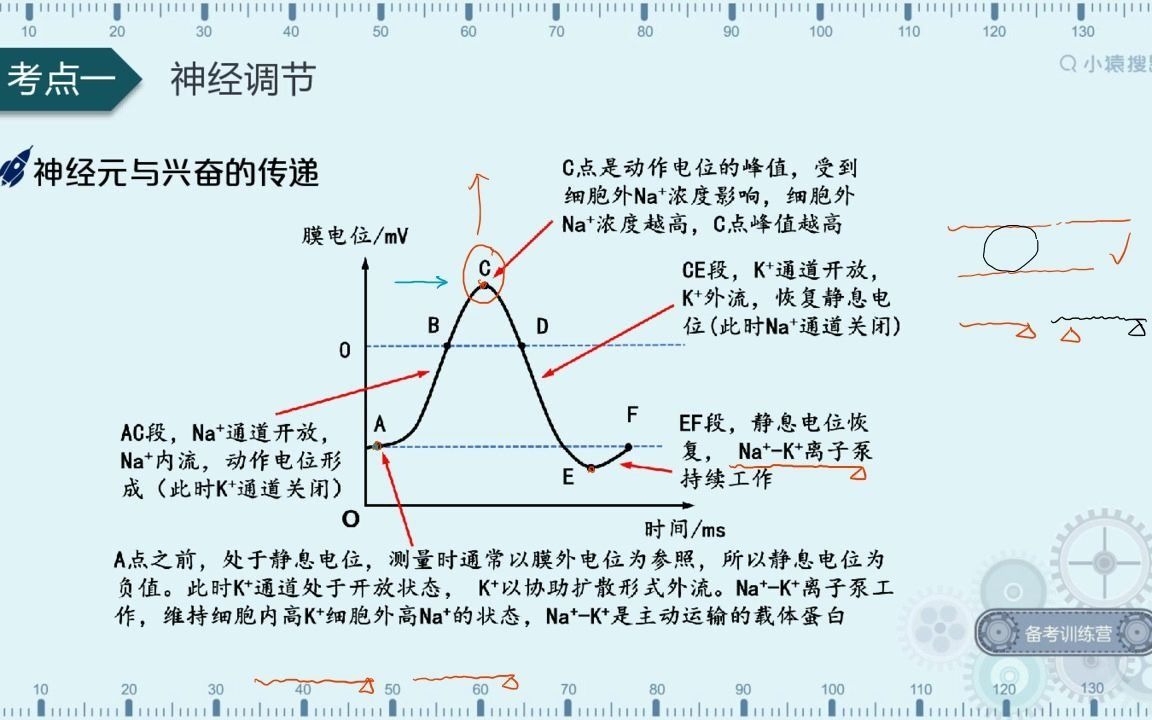 高中生物必修三(稳态)哔哩哔哩bilibili