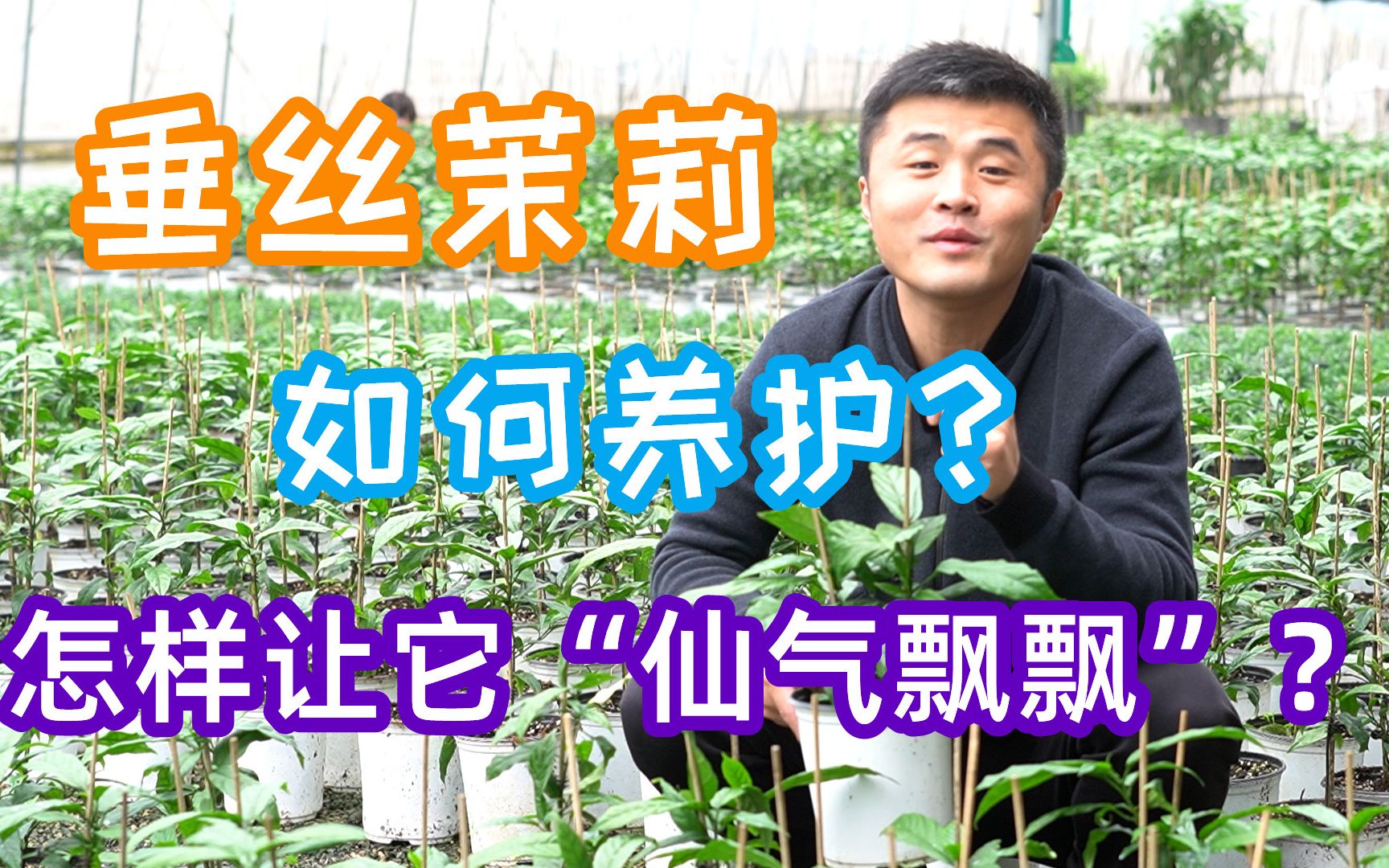 最近很火的垂丝茉莉如何养护?怎样才能让它“仙气飘飘”.哔哩哔哩bilibili