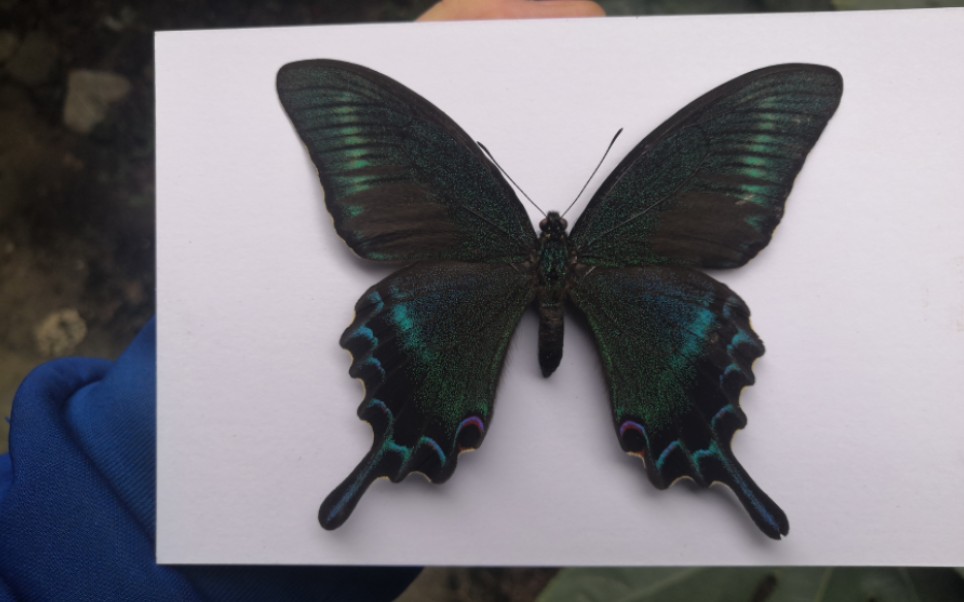 绿带翠凤蝶夏型蝶标本制作