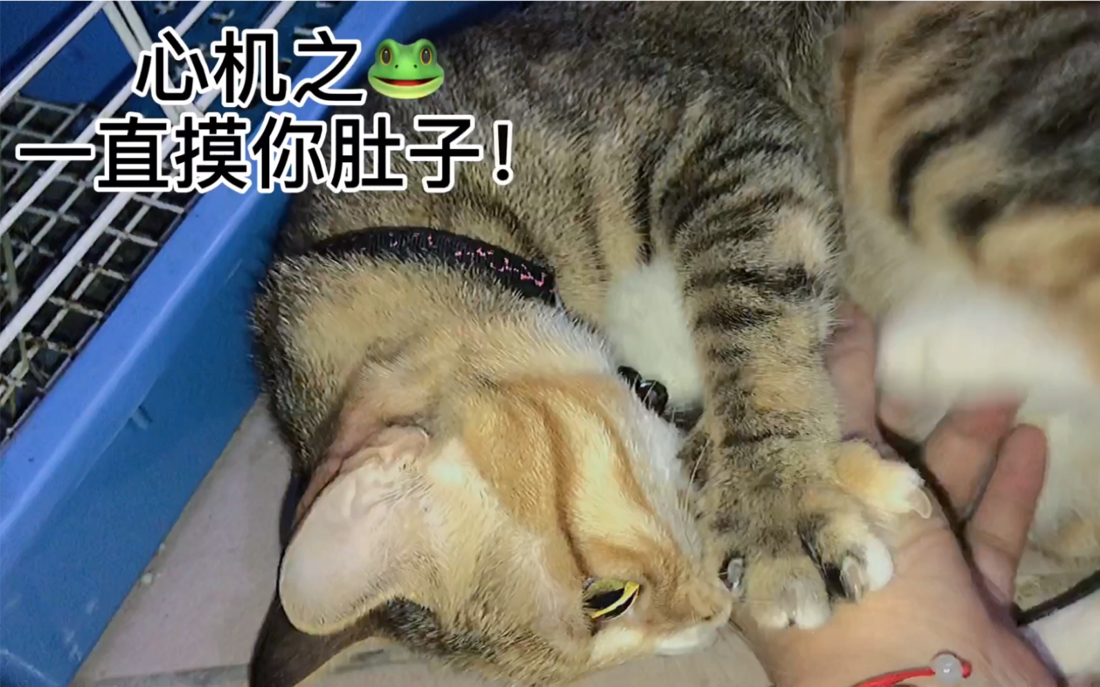 活动  心机之蛙