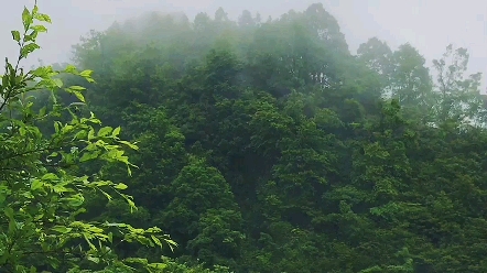 [图]我的老家在这山沟沟里头，绿水青山，原生态录的，年轻人都出去了，山上的树没人砍也很深了。现在很多地方原来有路的，现在也走不通了。