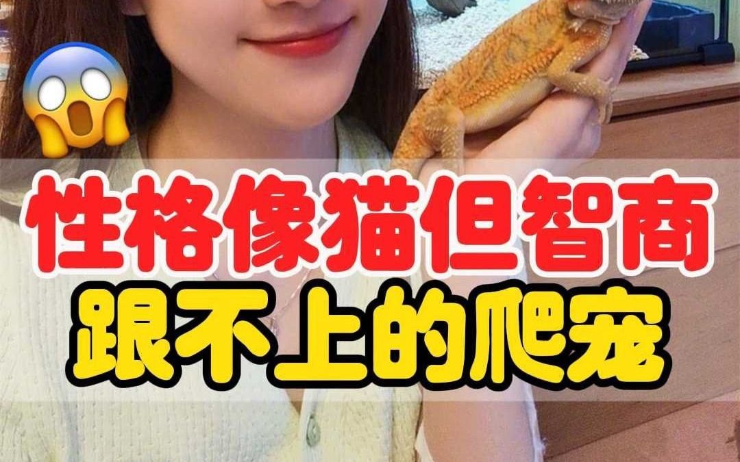 明星都爱不释手的爬宠,到底有多可爱?哔哩哔哩bilibili