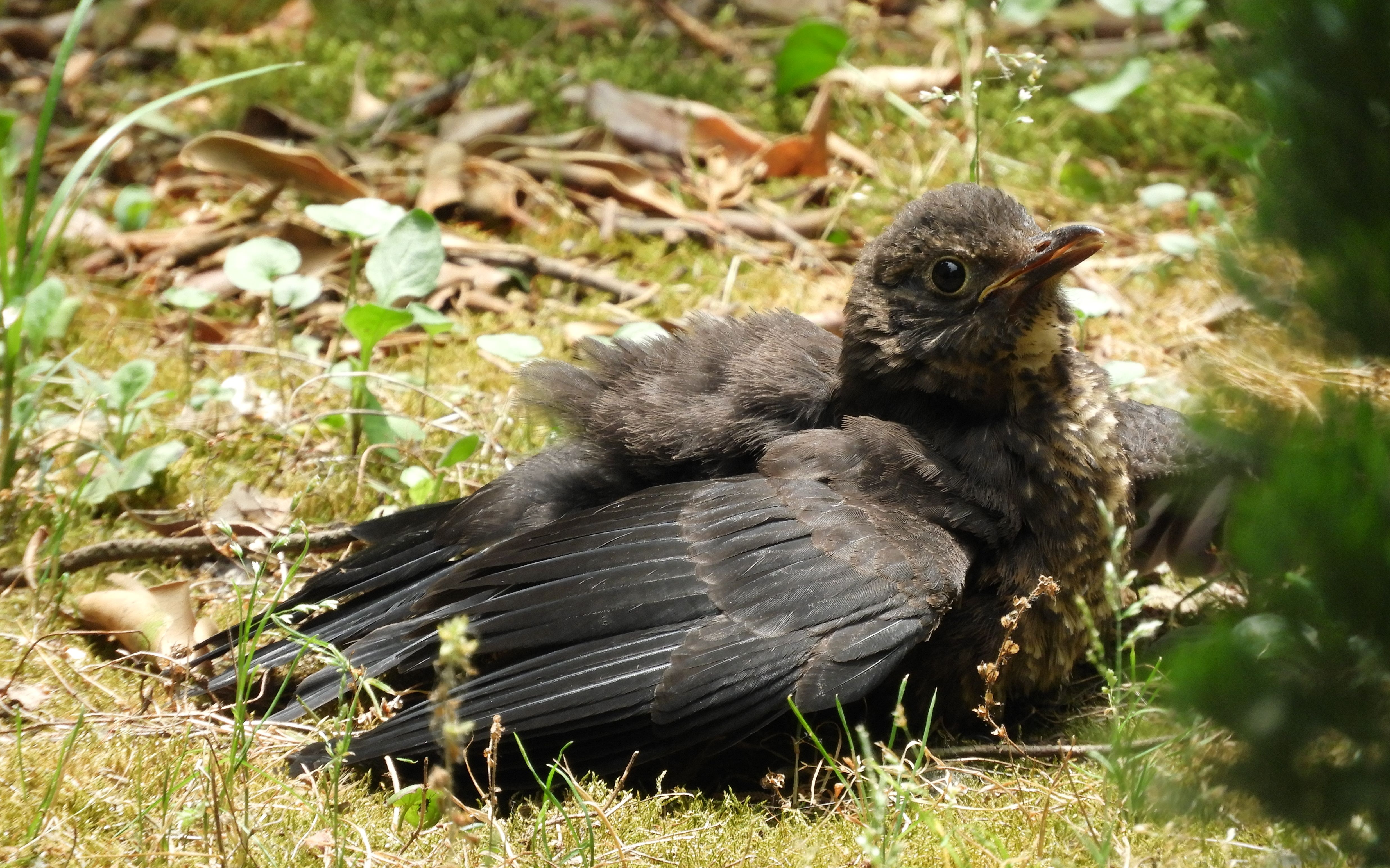 【鸟】乌鸫崽崽梳理羽毛