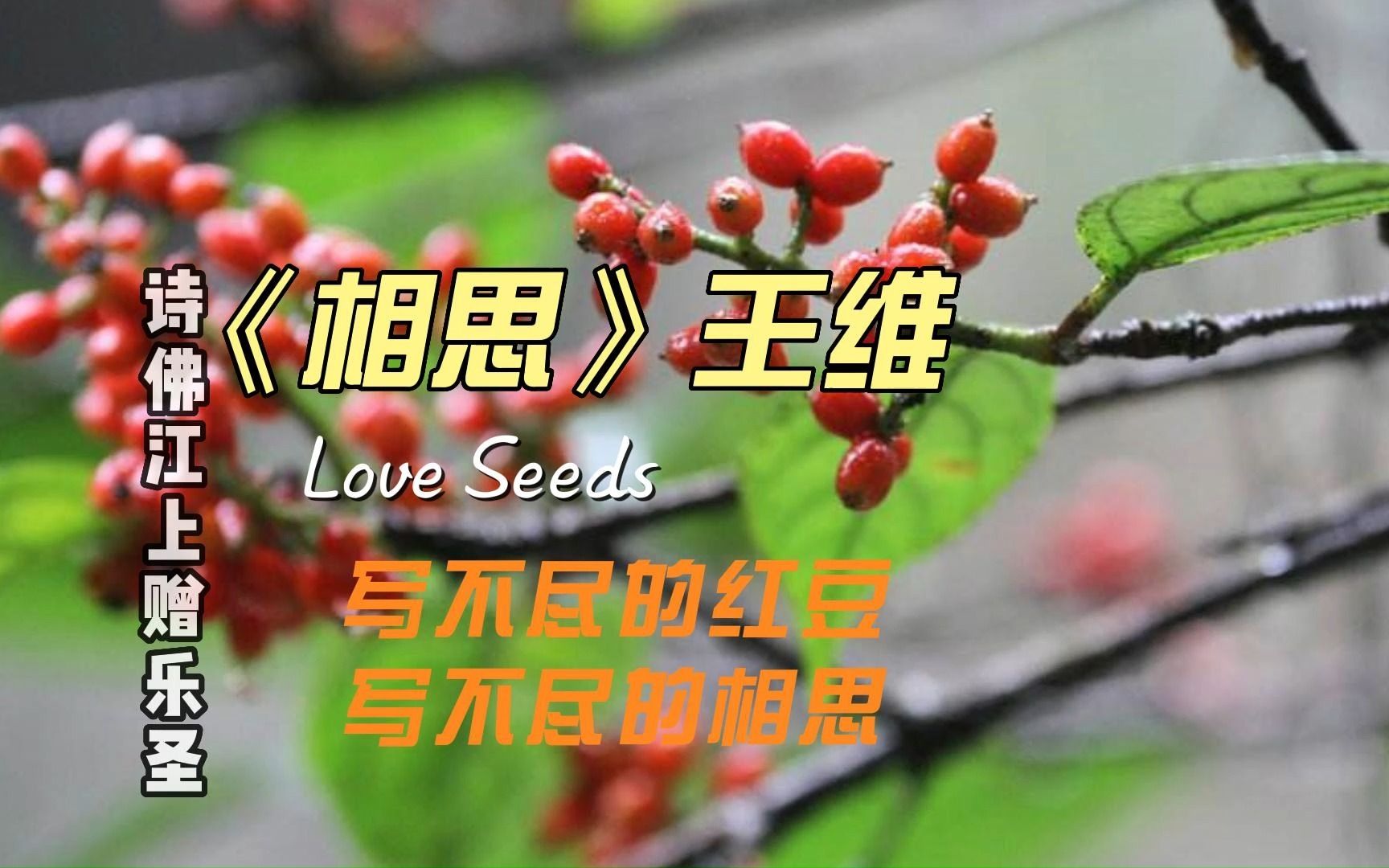 《相思》王维,写不尽的红豆,写不尽的相思