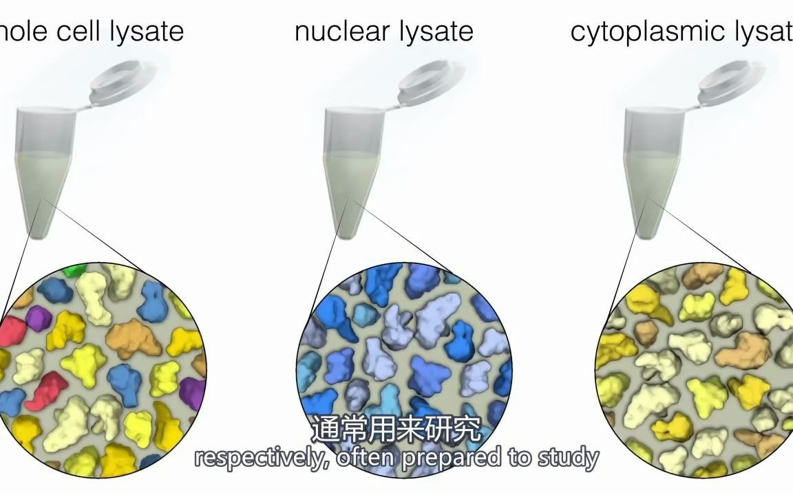 [图]【中英双字 | 1080P】蛋白质印迹 Western Blotting （WB） 医学免疫学分子生物学实验技术动画演示