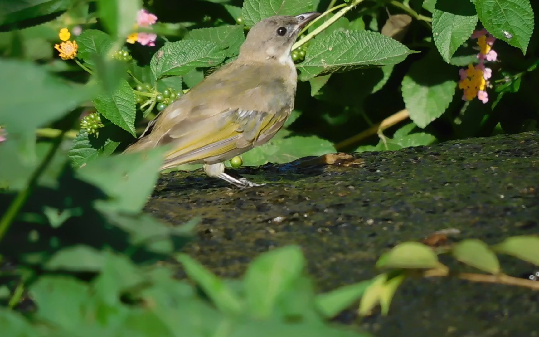 白头鹎幼鸟喝水!