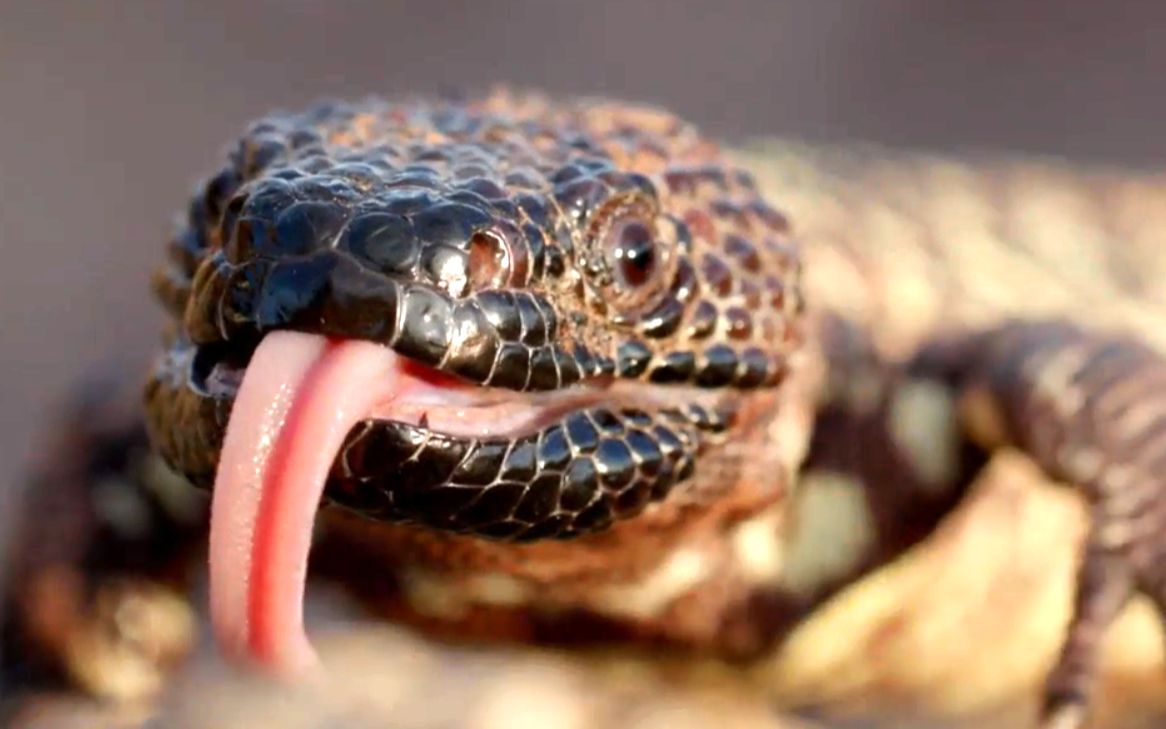 【自译/更新中】《疼痛之王》第二季第三集(下):珠毒蜥