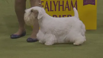 梗犬组决赛 — 2024西敏寺犬展