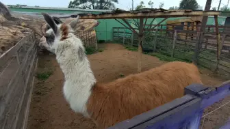 Скачать видео: 鞍山动物园里欢乐多，孔雀满地溜达闲逛，猕猴亲亲我我旁若无人秀恩爱，鹦鹉暖心情话你浓我浓述衷肠！