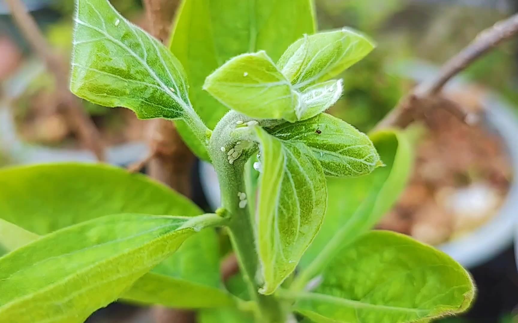 长蚜虫、蚧壳虫不用怕,配置一种绿色环保水,喷一喷害虫死光光哔哩哔哩bilibili