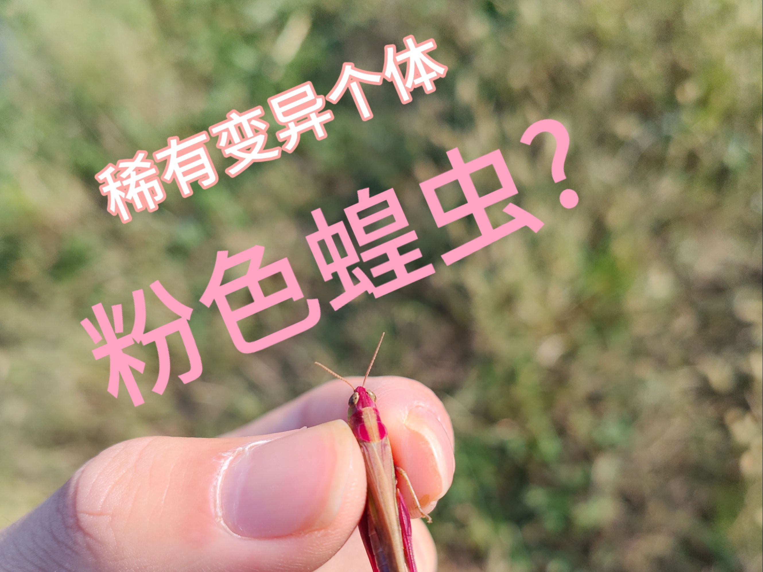 花一整天来寻找粉色蝗虫?哔哩哔哩bilibili