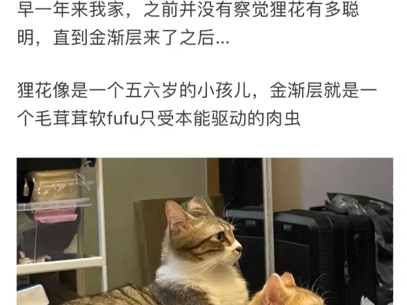 中国特有的狸花猫能有多聪明,毛孩子太厉害了.哔哩哔哩bilibili