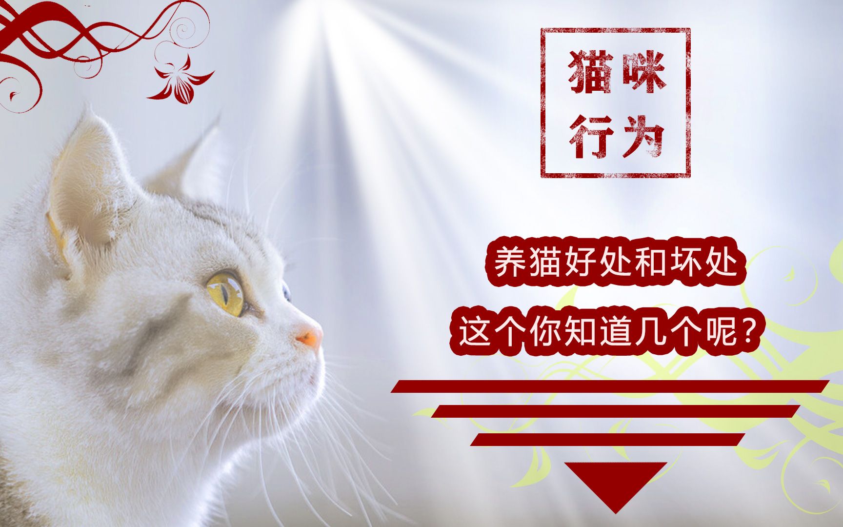 养猫的好处和坏处哔哩哔哩bilibili