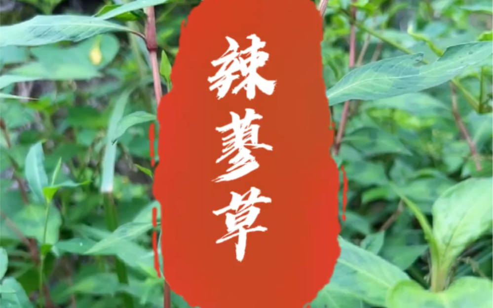 辣蓼草天然酒曲植物!你们那又叫它什么名字呢?哔哩哔哩bilibili