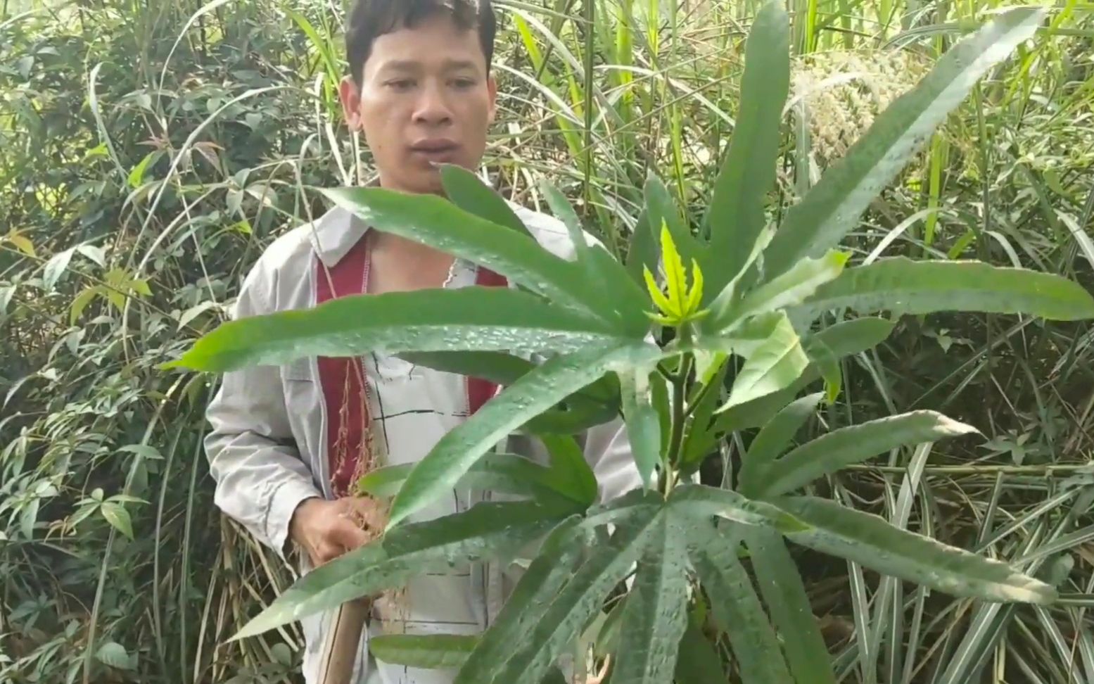 五指毛桃这个名称原来是这样来的,涨见识了,小伙找到了几棵哔哩哔哩bilibili