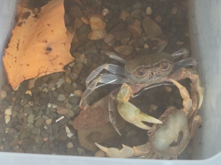 初尝禁果的南海溪蟹(亚成公)