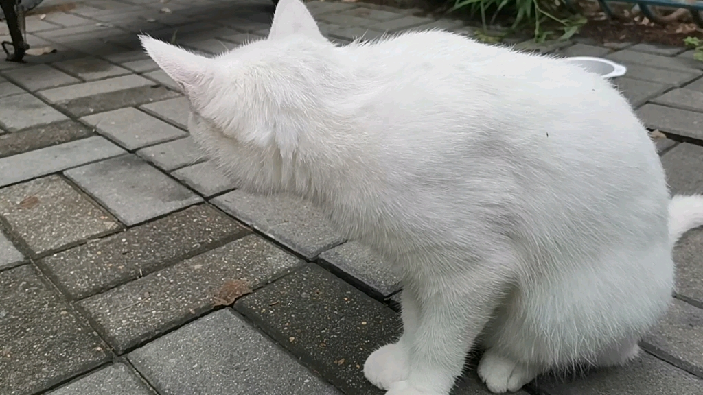 撸到了清华的小猫咪