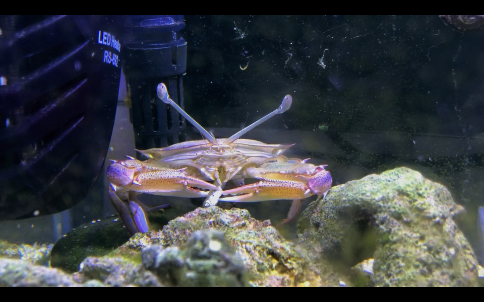 看守长眼蟹(podophthalmus vigil)