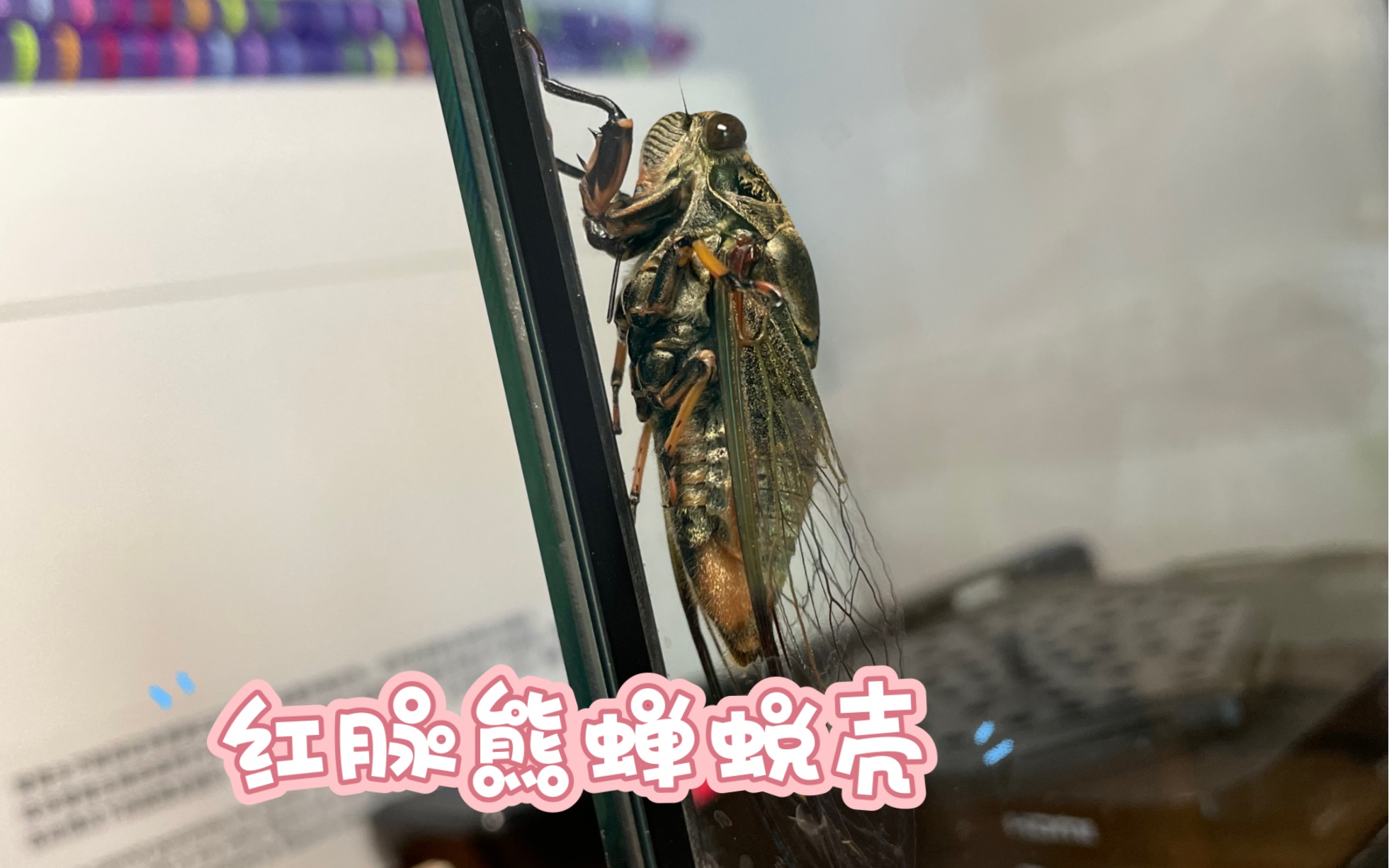 记录一只可爱的红脉熊蝉(即黑蚱蝉)蜕壳!生命真是太神奇了!