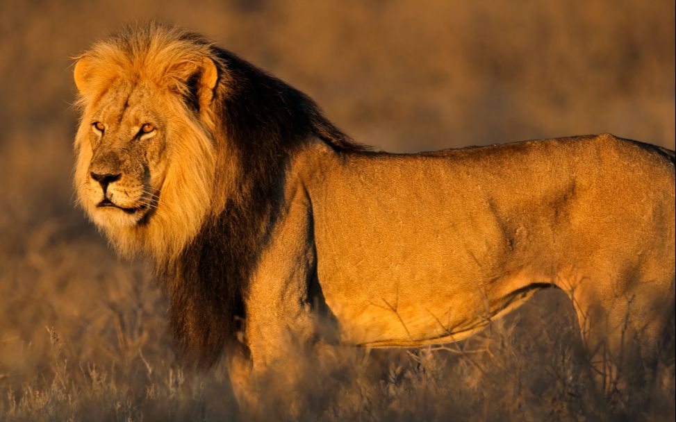 4k高清:非洲狮子超清摄影 镜头拍摄的视觉效果不亚于bbc纪录片