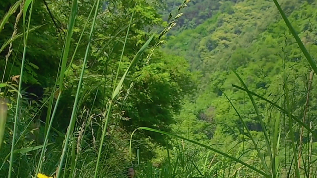 [图]《端午》灵将印慈重五登山风物添楚俗菰黍叠彩丝泛玉虎符香囊许天淡云雀悲英忠汨罗水远逐离骚在世原今何处对酒凭吊琴一赋