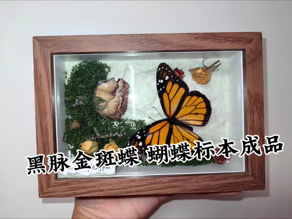 森野系 蝴蝶标本diy成品 黑脉金斑蝶