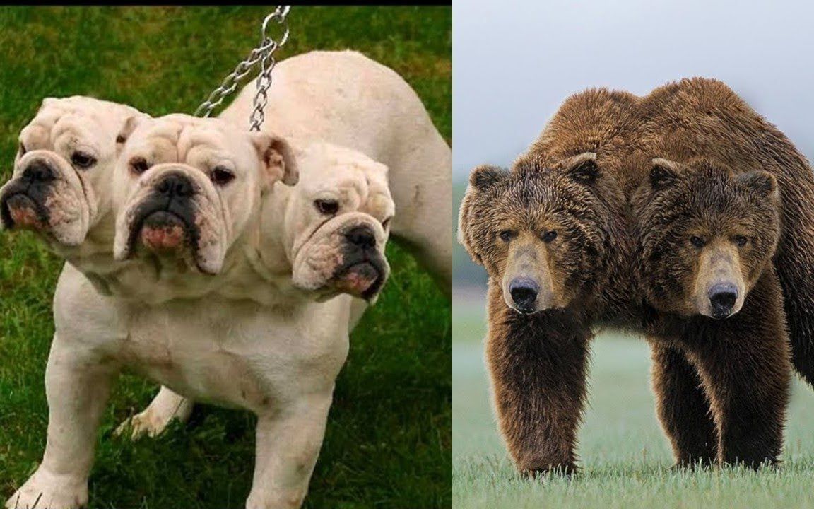 两头动物都有哪些,真实存在的自然界奇异多头怪[99_99?