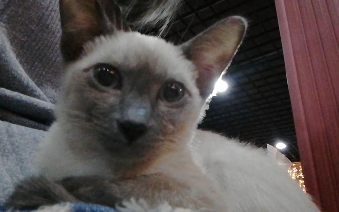 超乖的小黑脸挖煤猫