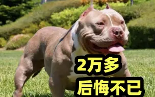 Download Video: 2万多元买的恶霸犬，养了一段时间后狗主人后悔不已