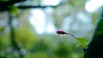 Video herunterladen: 春雨嘀嗒 徕卡Q