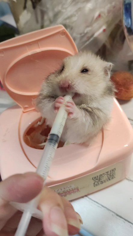 喝奶的肥肥虎背熊腰金丝熊宠物