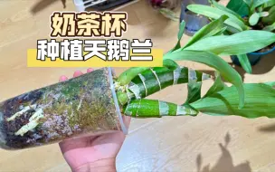 Télécharger la video: 【天鹅兰】用奶茶杯种植，生长的怎么样了？