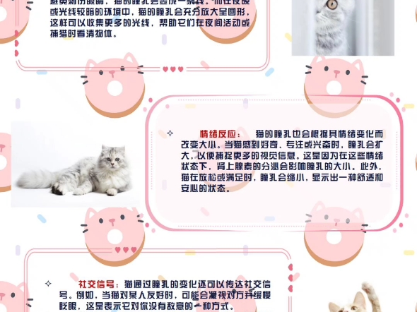 每日科普:猫猫的瞳孔哔哩哔哩bilibili