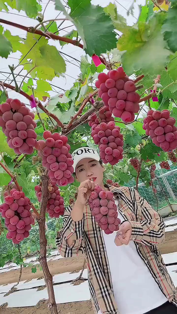 阳光玫瑰葡萄价格多少钱一棵