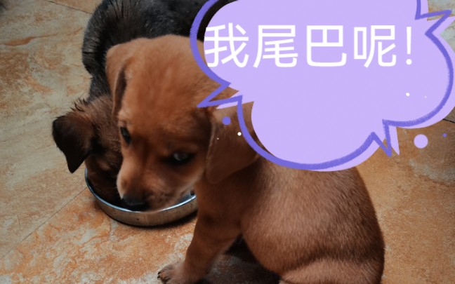 狗子:我为什么没有尾巴?