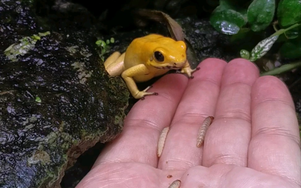 黄金箭毒蛙 体型大 直接吃虫  互动好