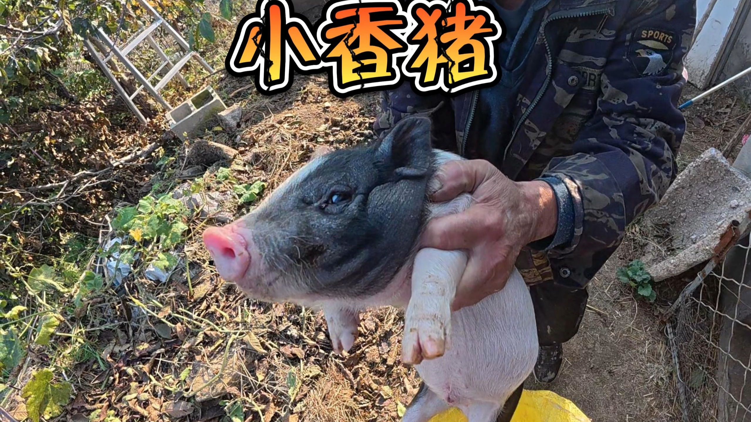 给我们的小香猪取个名字吧！