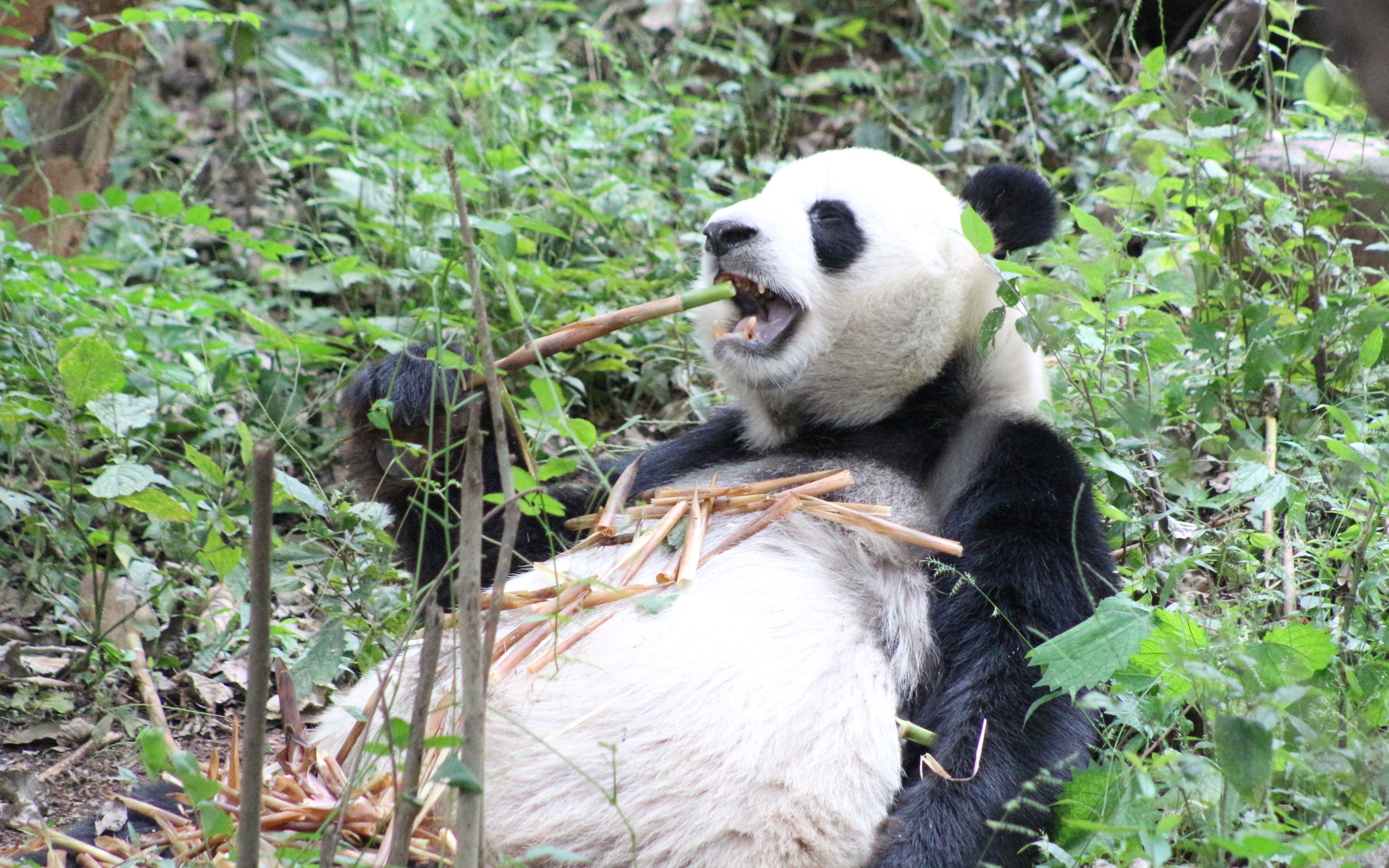 你见过吗?国宝大熊猫吃饭日常