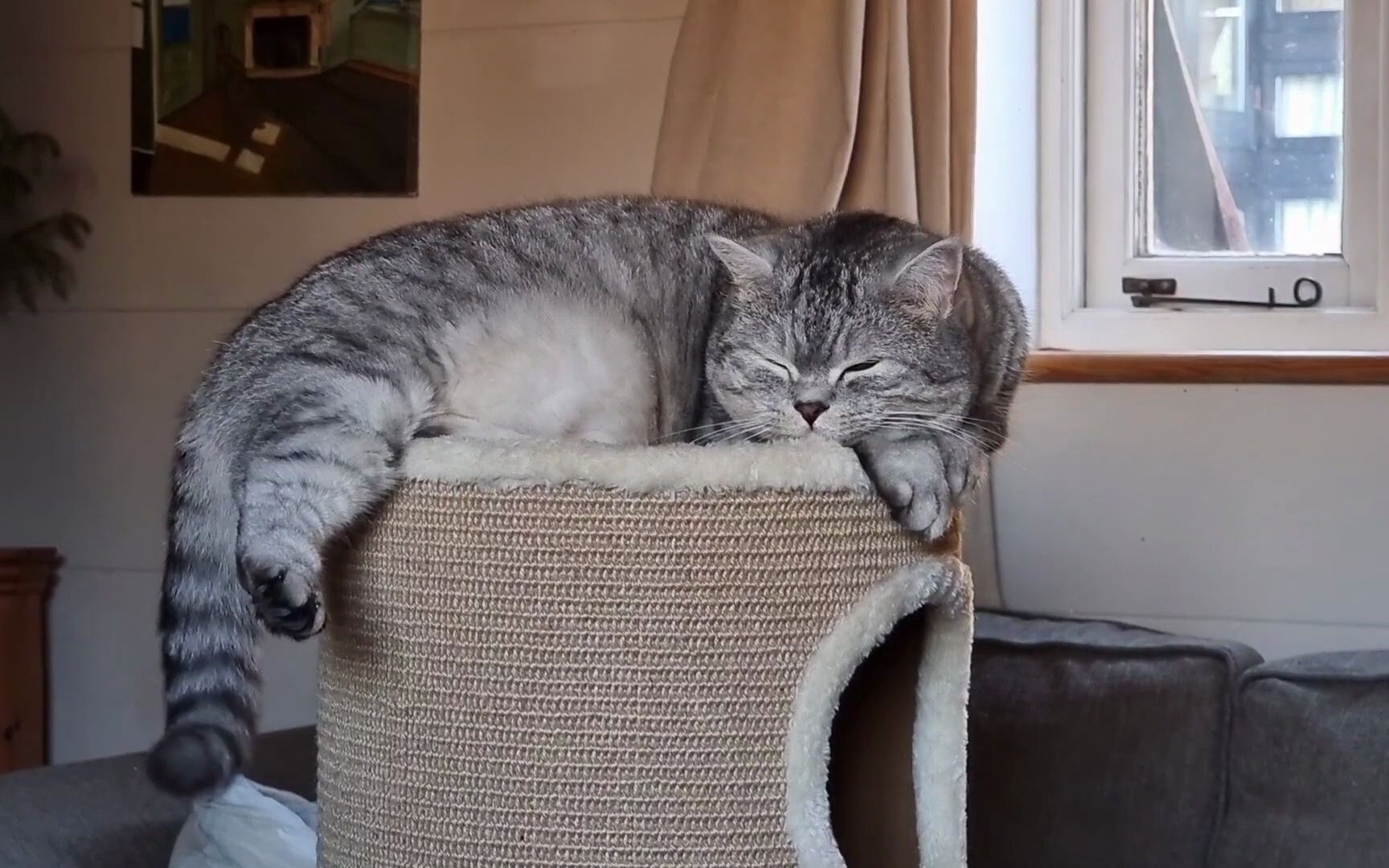 捉到一只昏昏欲睡的小猫咪