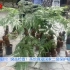 濒危珍奇！茶馆藏国家二级保护植物金毛狗蕨，6人涉嫌犯罪被抓获