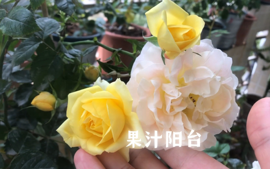 广西早春:果汁、海神王、桃染:月季早春花哔哩哔哩bilibili